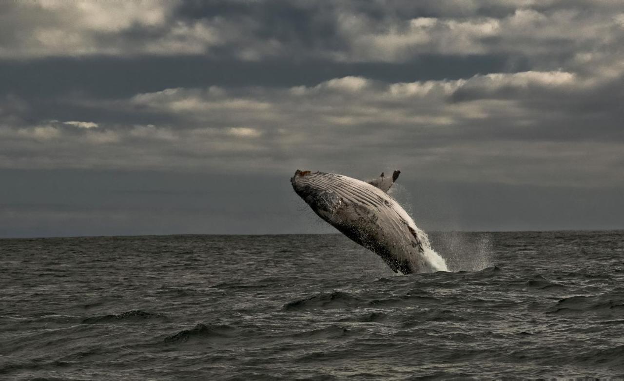 Apartment Whale Cove A103