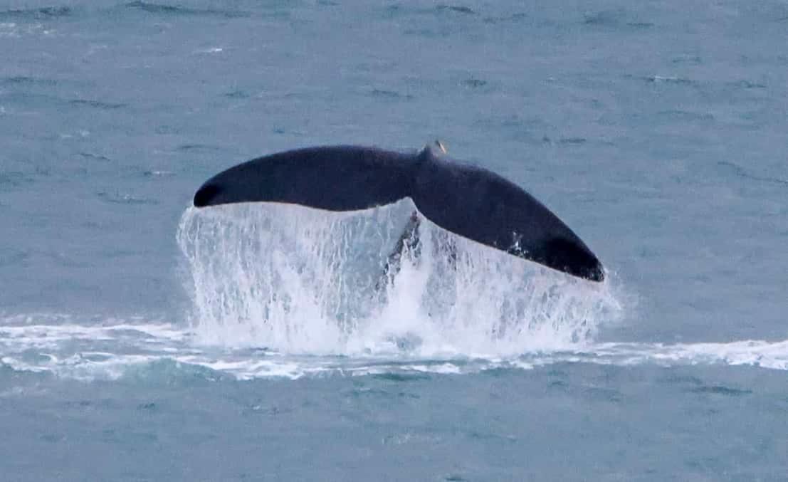 Apartment Whale Cove A103