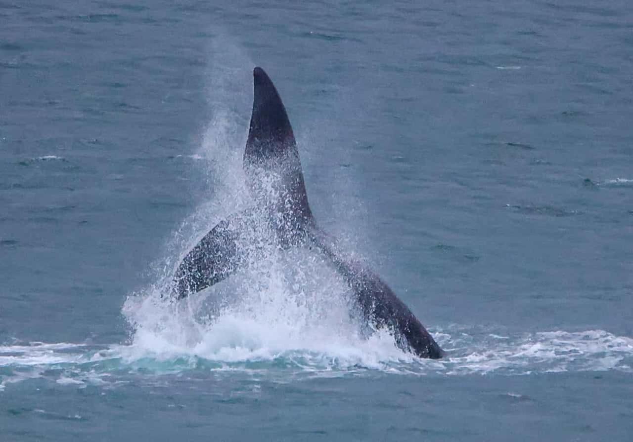 Whale Cove A103 * De Kelders